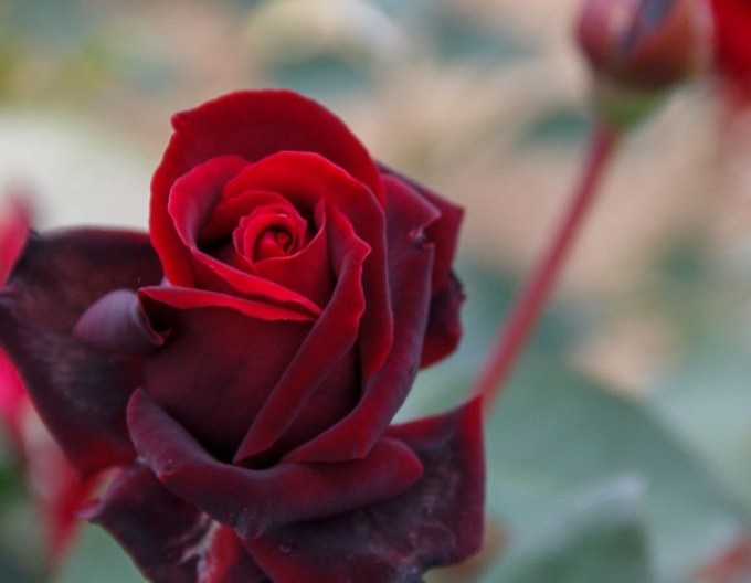 ROSE "Norita"