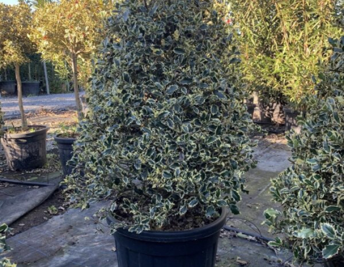 Stechpalme Variegata Cono Forte