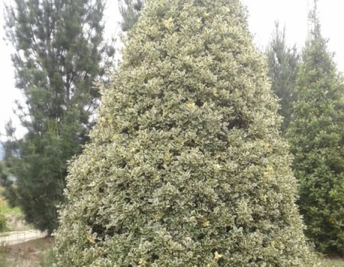 Stechpalme Variegata Cono Forte