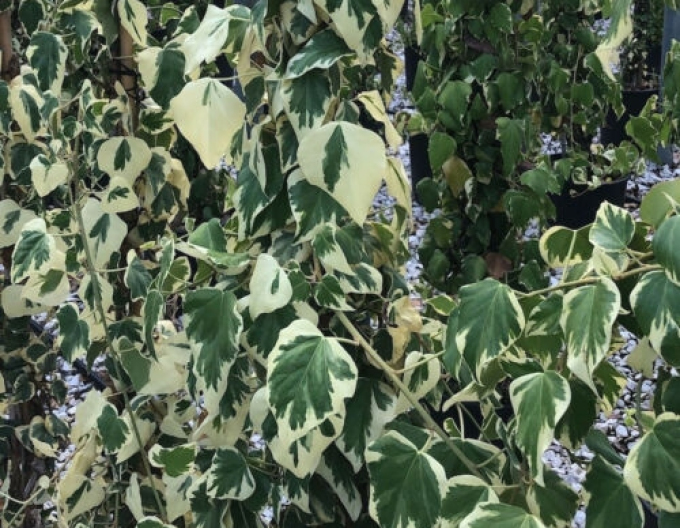 Kaukasischer Efeu Dentata Variegata
