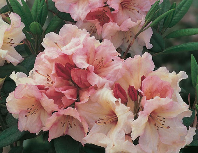 Rhododendron Virginia Richards