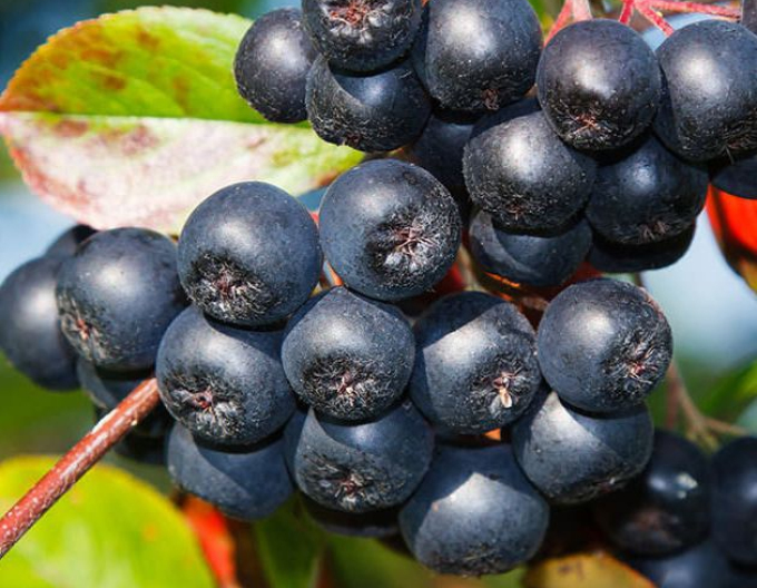 Aronia Rubina