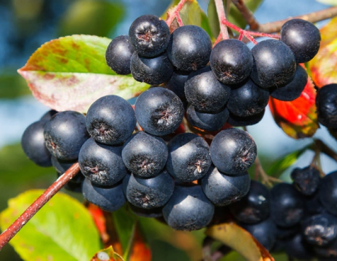 Aronia Rubina