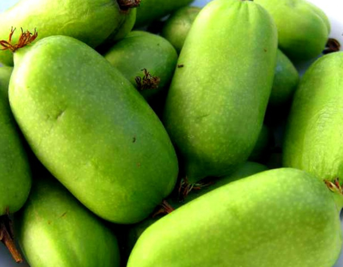 Mini-Kiwi PRINCE JUMBO männlich