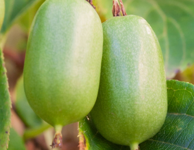 Mini-Kiwi SUPER JUMBO SAMICA
