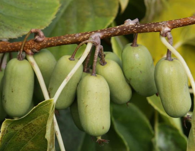 Mini-Kiwi SUPER JUMBO SAMICA