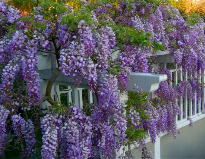 Wisteria blühend Blauer Traum
