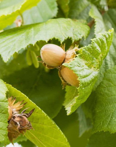 Hazelnuss Tonda di Giffoni