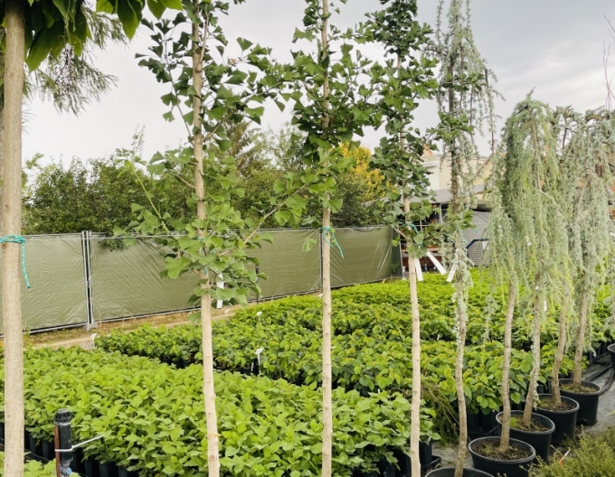 Fächerblattbaum