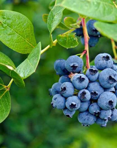 Kanadische Blaubeeren Polaris 5l