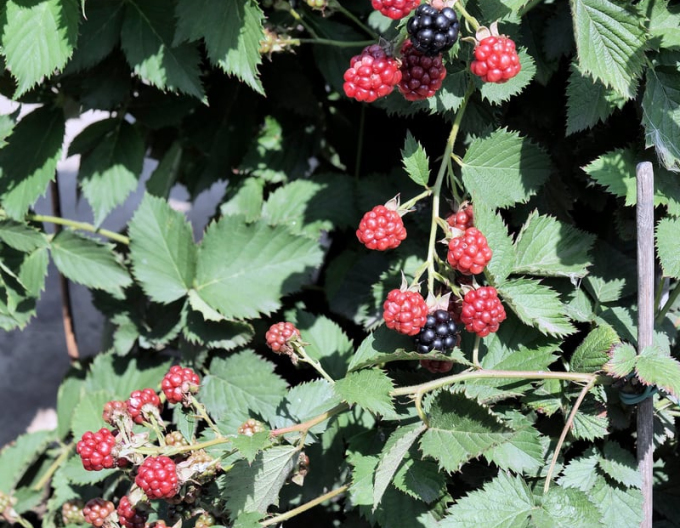Brombeere Dima 5l
