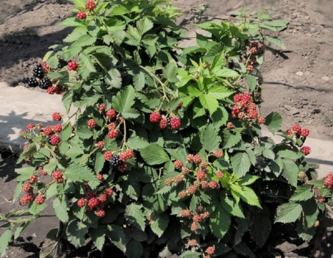Brombeere Dima 5l