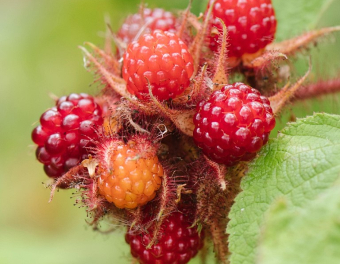 Brombeere Japanisch 5l