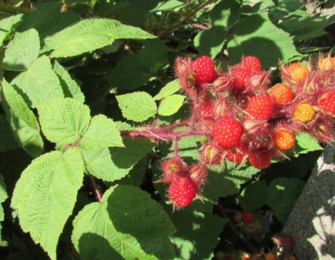 Brombeere Japanisch 5l