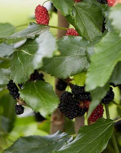 Maulbeere Mojo Berry