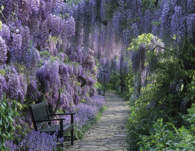 Wisteria blühend Domino