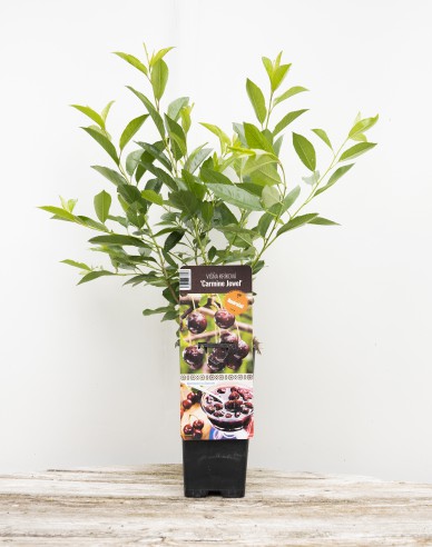Prunus Carmine Jewell, Cont. 5l