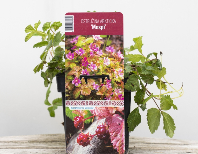 Arktische Brombeere Mespi