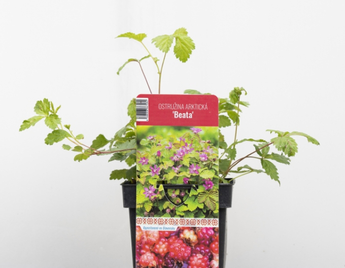 Arktische Brombeere Beata