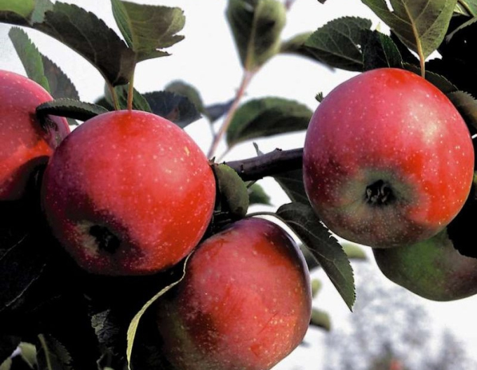 Zwergapfelbaum Pidi Herbst