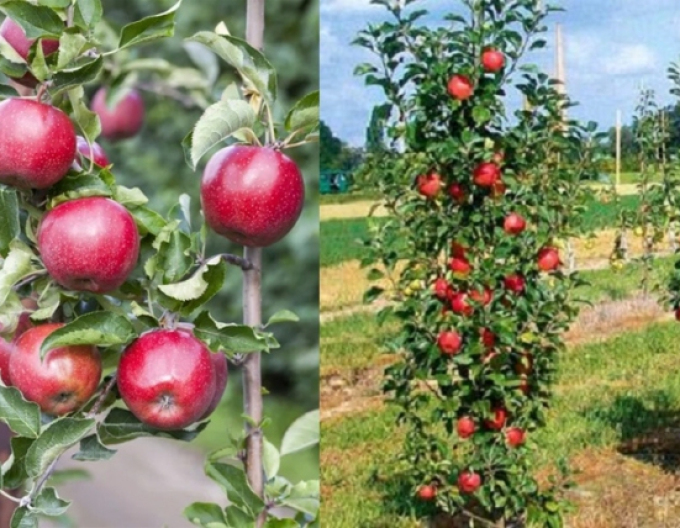 Zwergapfelbaum Pidi Herbst
