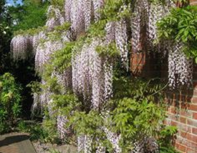 Wisteria blühend Kuchi - Beni