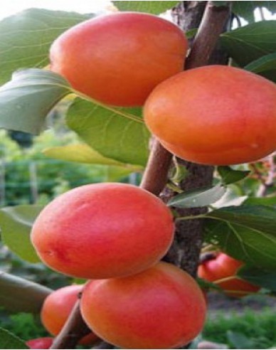 Aprikose Barbora, auf Myrobalane, wurzelnackt