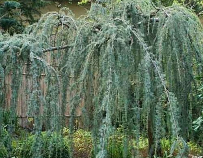 Libanonzeder Glauca Pendula