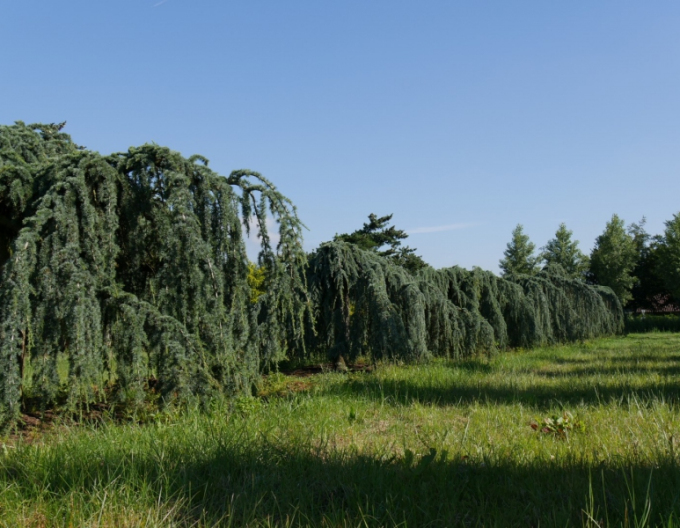 Libanonzeder Glauca Pendula