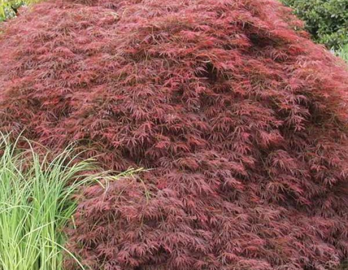 Ahorn Atropurpureum auf einem Stumpf