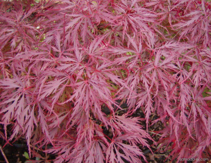 Ahorn Atropurpureum auf einem Stumpf