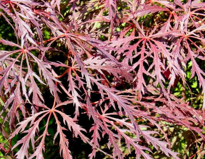Ahorn Atropurpureum auf einem Stumpf