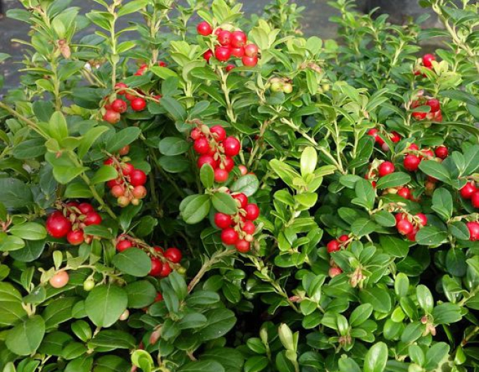Preiselbeere Red Pearl