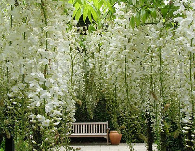 Wisteria blühend Shiro-Noda