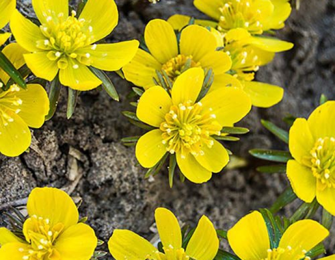 Tavolin - Eranthis Cilicica