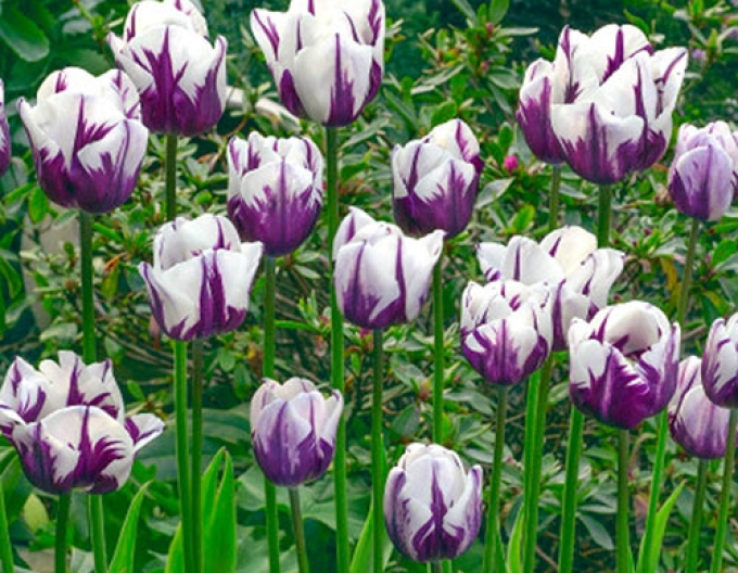 Tulpe Triumph Flaming Flag