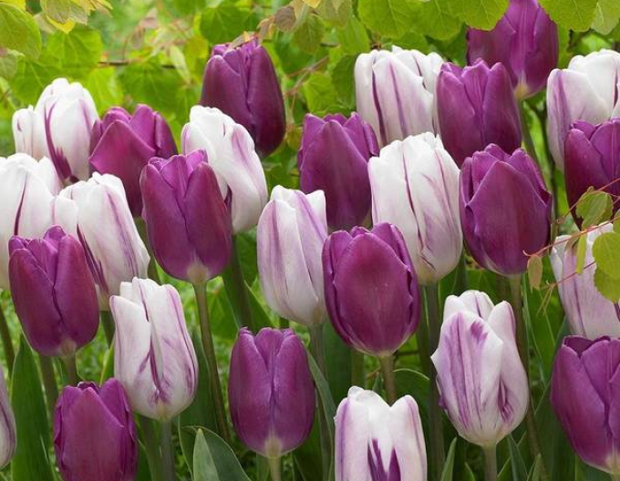 Tulpe Triumph Flaming Flag