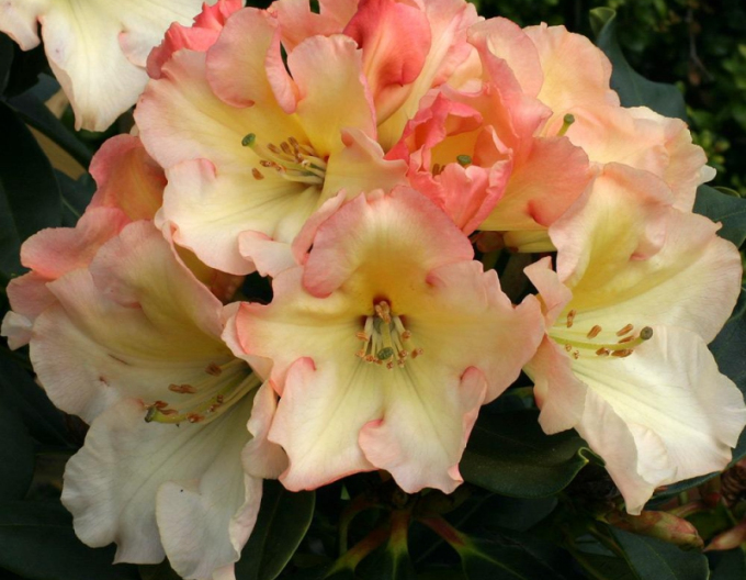 Rhododendron Horizon Monarch