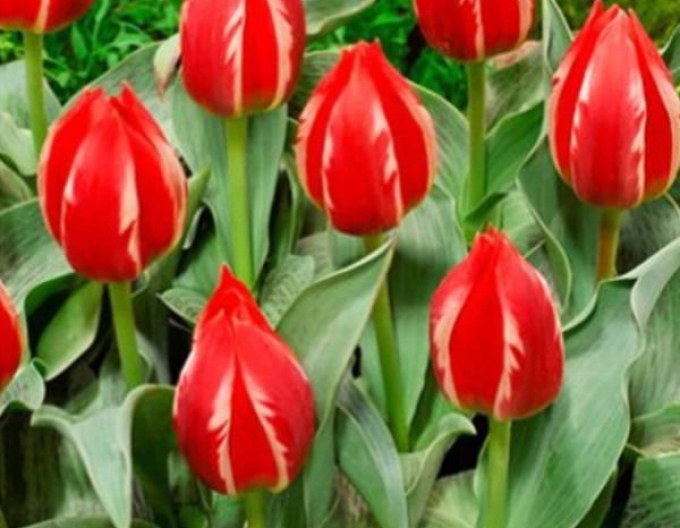 Kaufmanns Tulpe Greigs Friendly Fire