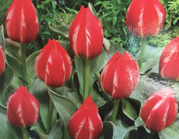 Kaufmanns Tulpe Greigs Friendly Fire