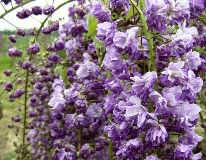 Wisteria blühend Violacea Planea