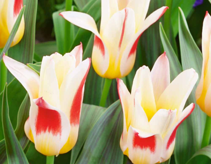 Kaufmanns Tulpe Johann Straus
