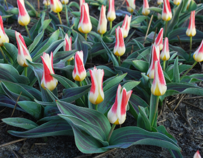 Kaufmanns Tulpe Johann Straus