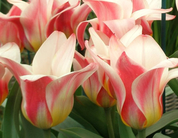 Kaufmanns Tulpe Hearts Delight