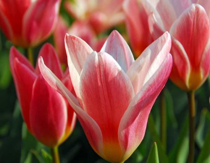 Kaufmanns Tulpe Hearts Delight