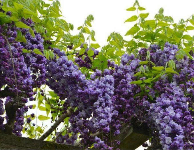 Wisteria blühend Violacea Planea
