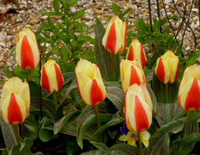 Tulip Kaufmanns "Gluck