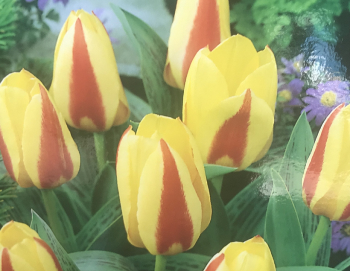 Tulip Kaufmanns "Gluck