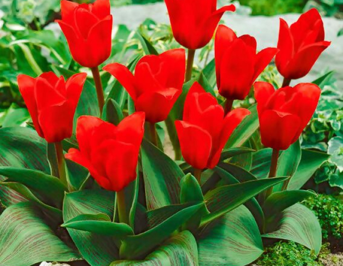 Tulpe Kaufmanns Showyinner