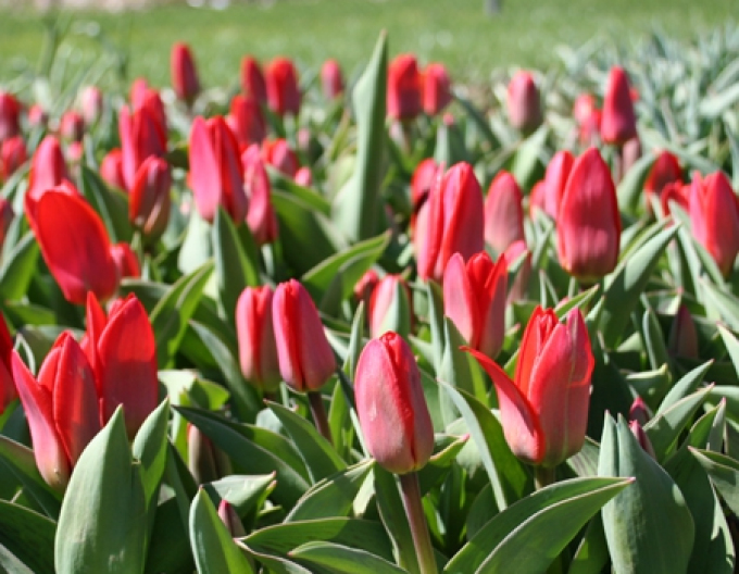 Tulpe Kaufmanns Showyinner